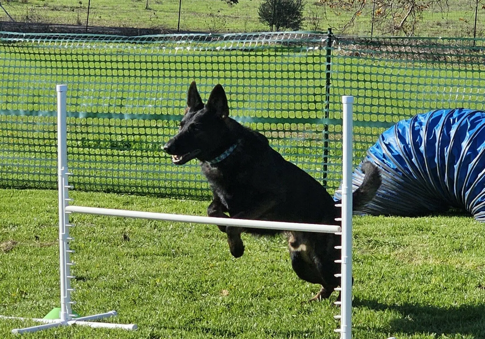 Dog performing agility jump outdoors