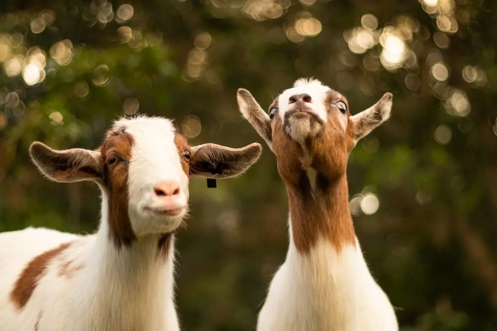 Two curious goats in nature