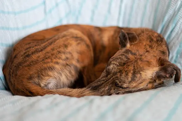 Sleeping dog curled up on blanket