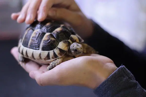 Tortoise being held in hands.