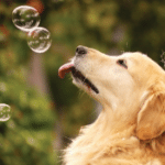 bubble dogs