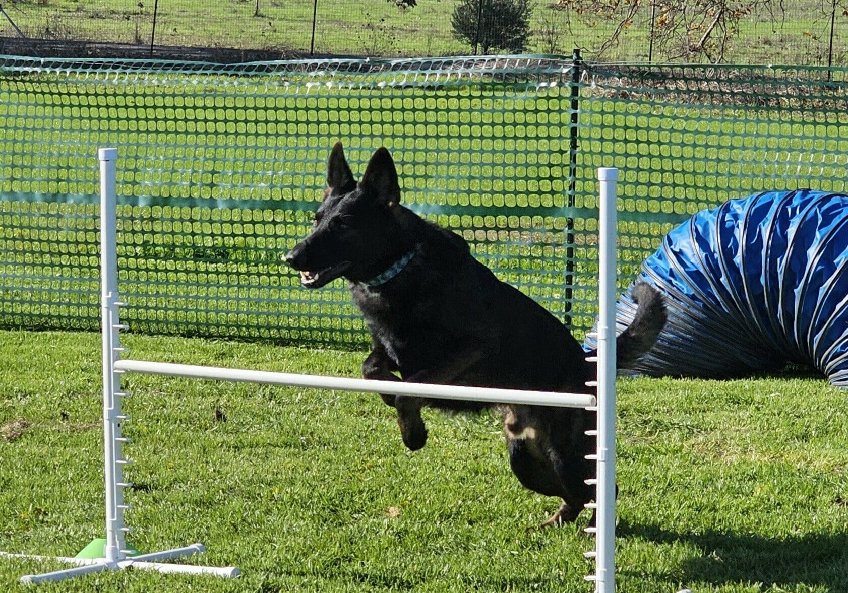 black dog jumping