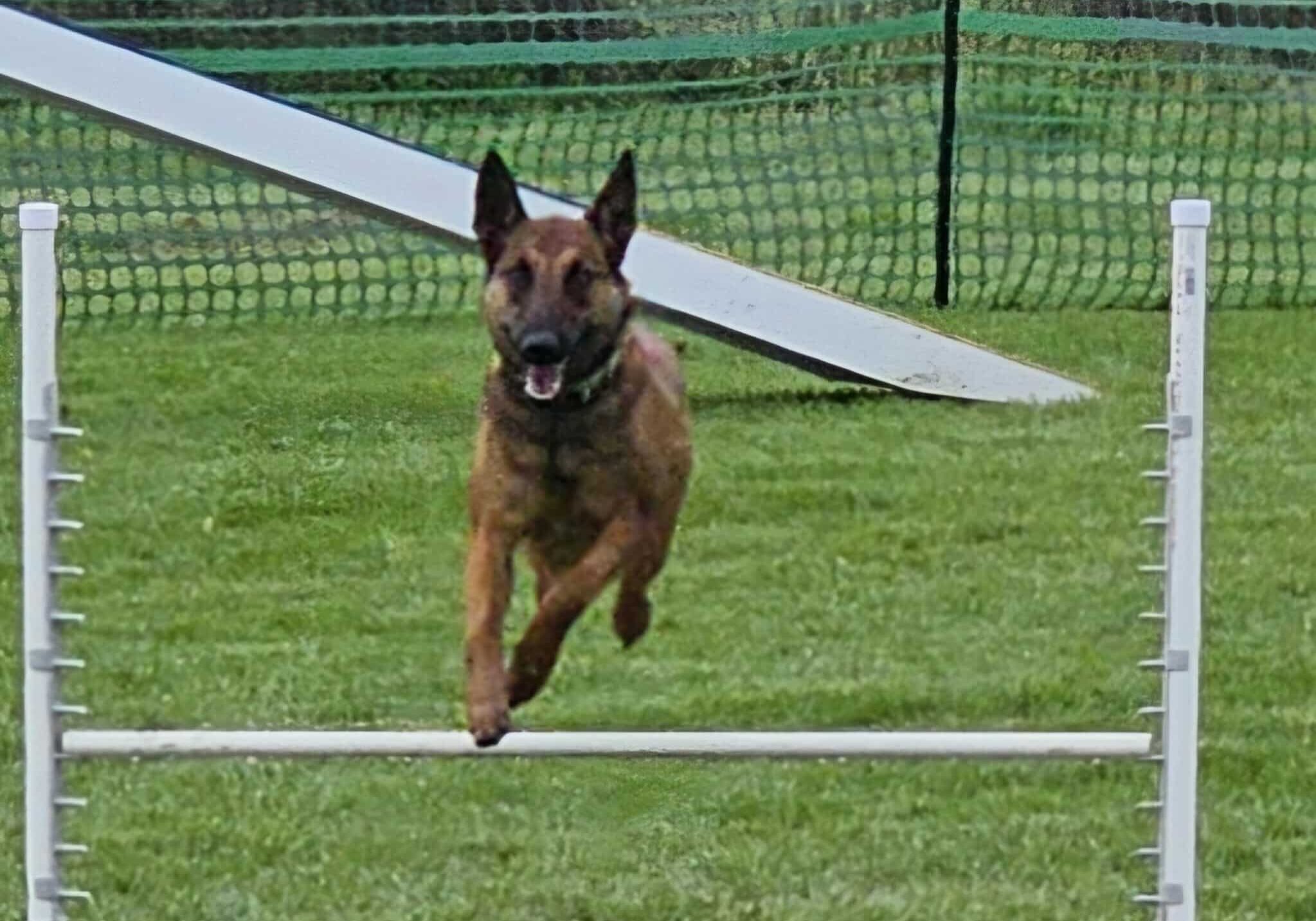 brown dog jumping